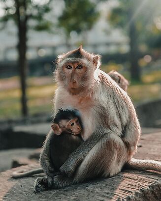 Monkies-Animal Petitions sites