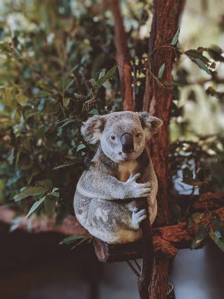 Koala