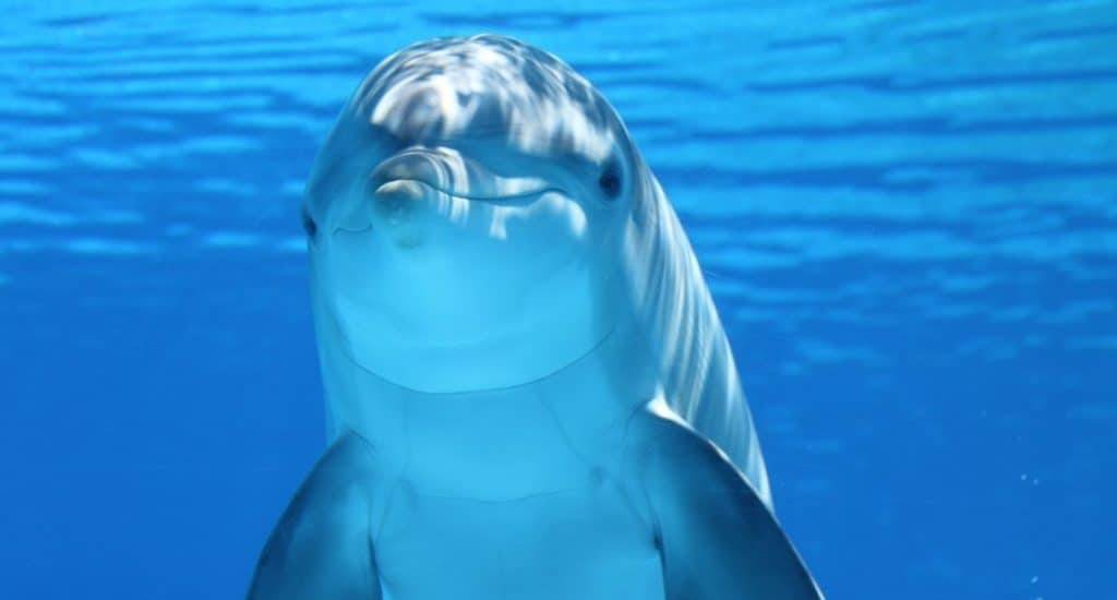 Dolphin (Marine Mammals Watersea)